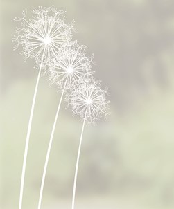 Florales